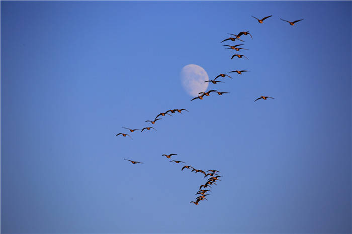 图片新闻:大雁奔月