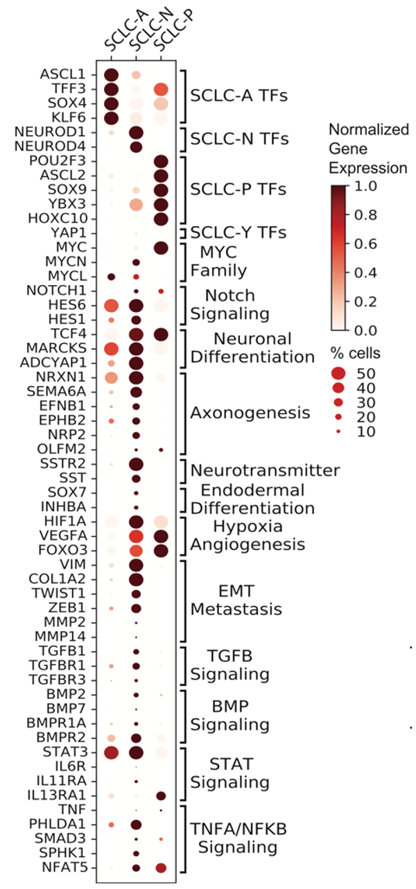 细胞|《细胞》子刊：“小恶魔”大起底！小细胞肺癌究竟为何如此凶残？