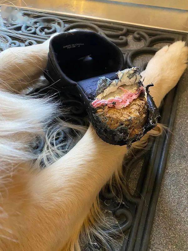 毛孩子哈士奇特别安静，铲屎官觉得不对劲就去瞄一下...瞬间血压飙升！