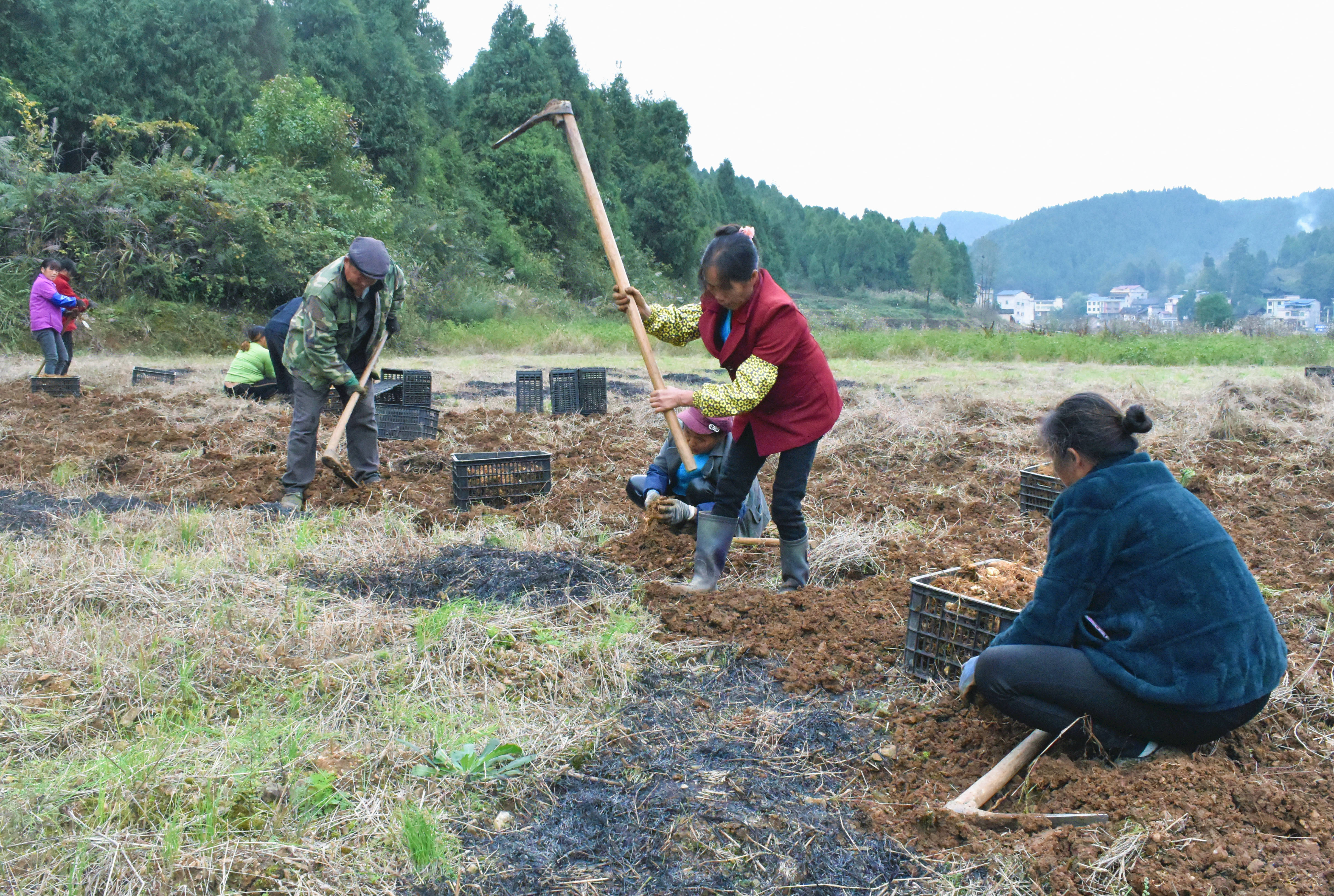 岑巩县大有镇:中药材迎丰收 农民采挖展笑颜_种植