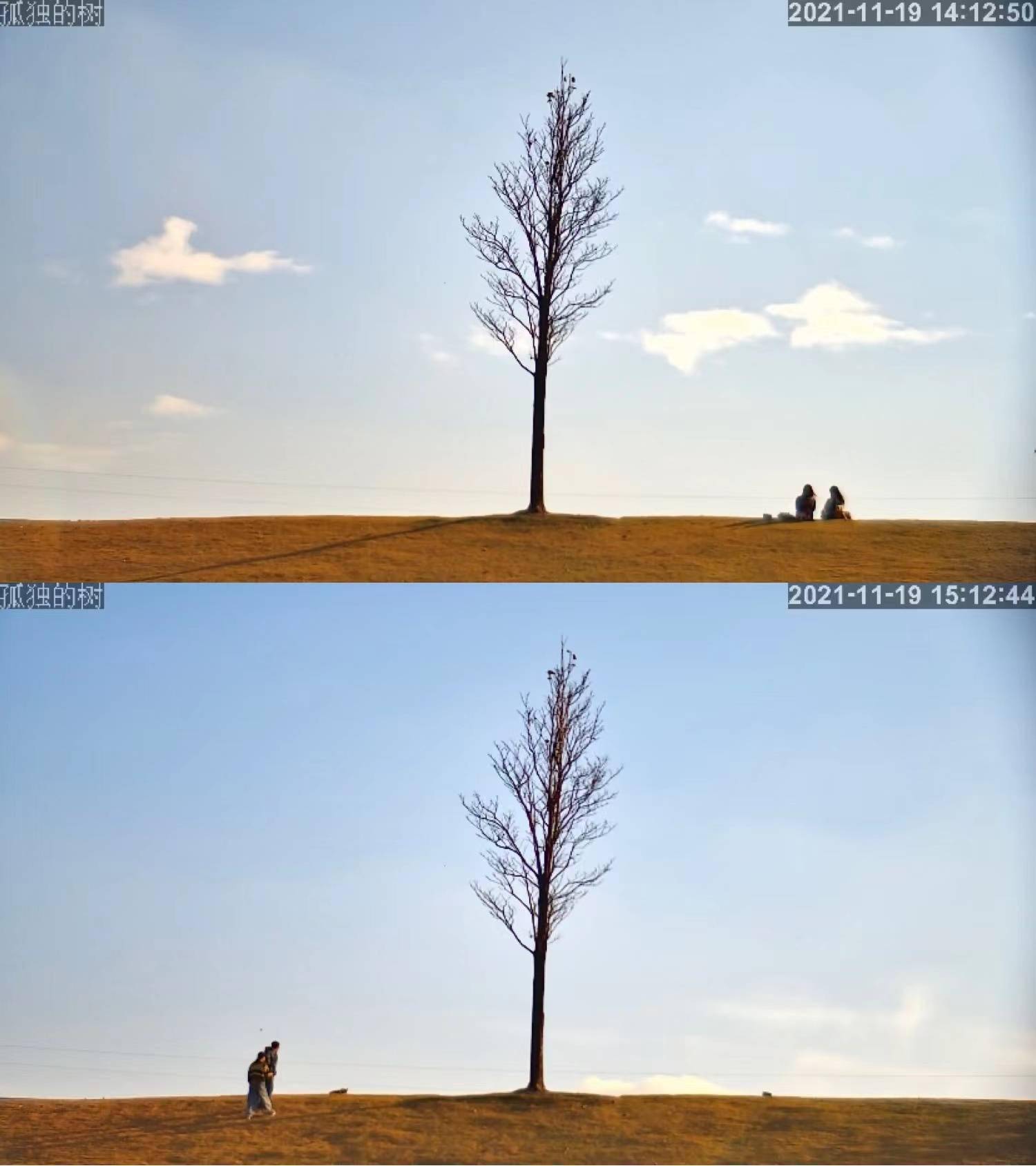上海一棵“孤独的树”开启24小时直播，还可以对它说悄悄话