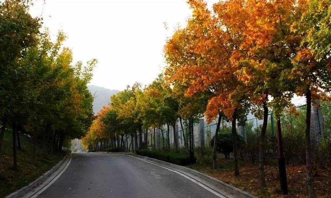 枣庄市中区丨深秋的仙坛山温泉小镇，五颜六色应有尽有！
