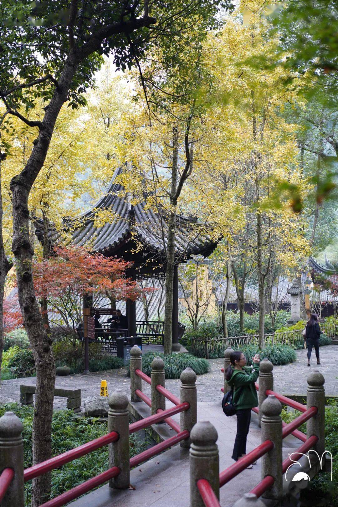 永福寺枫叶总算是红了