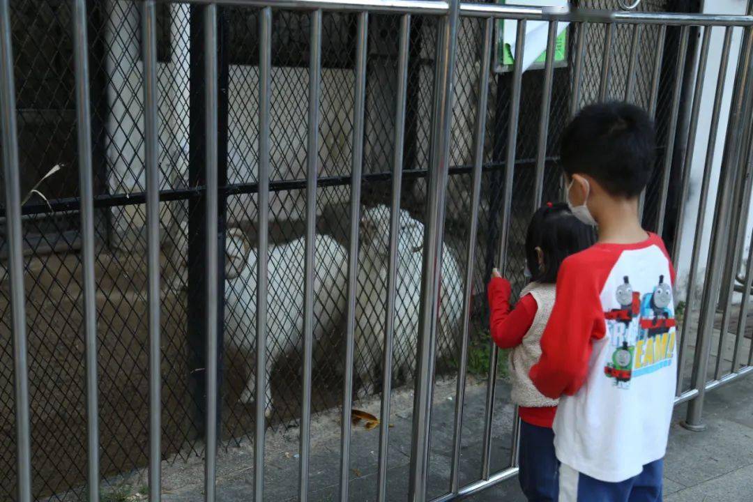 動物來源令人唏噓……_東湖公園