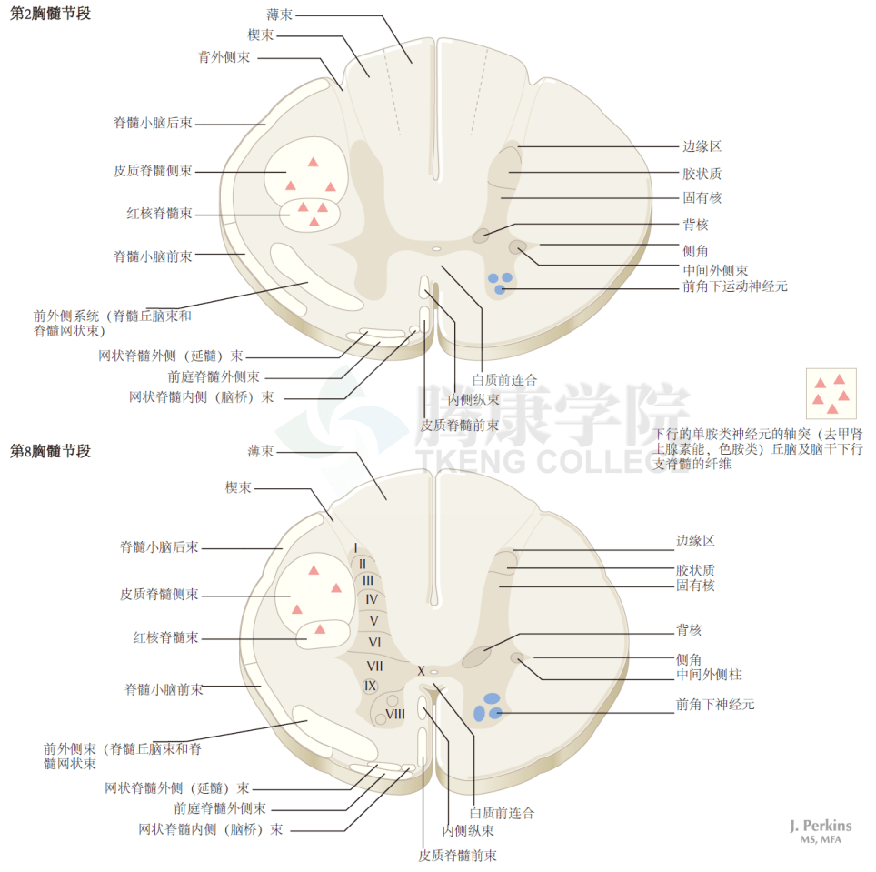 神经解剖学 脊髓平面:颈段,胸段,腰段和骶段②_损伤