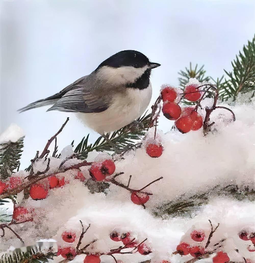 雪中的小鸟欣赏