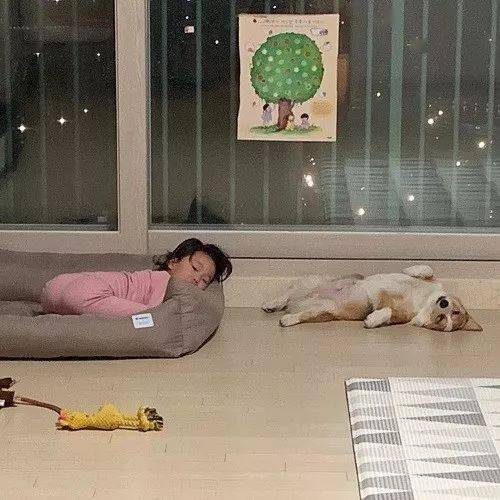 主人主人下楼买个东西，吩咐柯基照顾好宝宝，回来之后笑惨了...