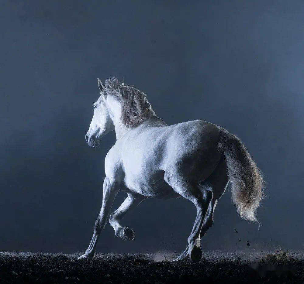 骏马_摄影