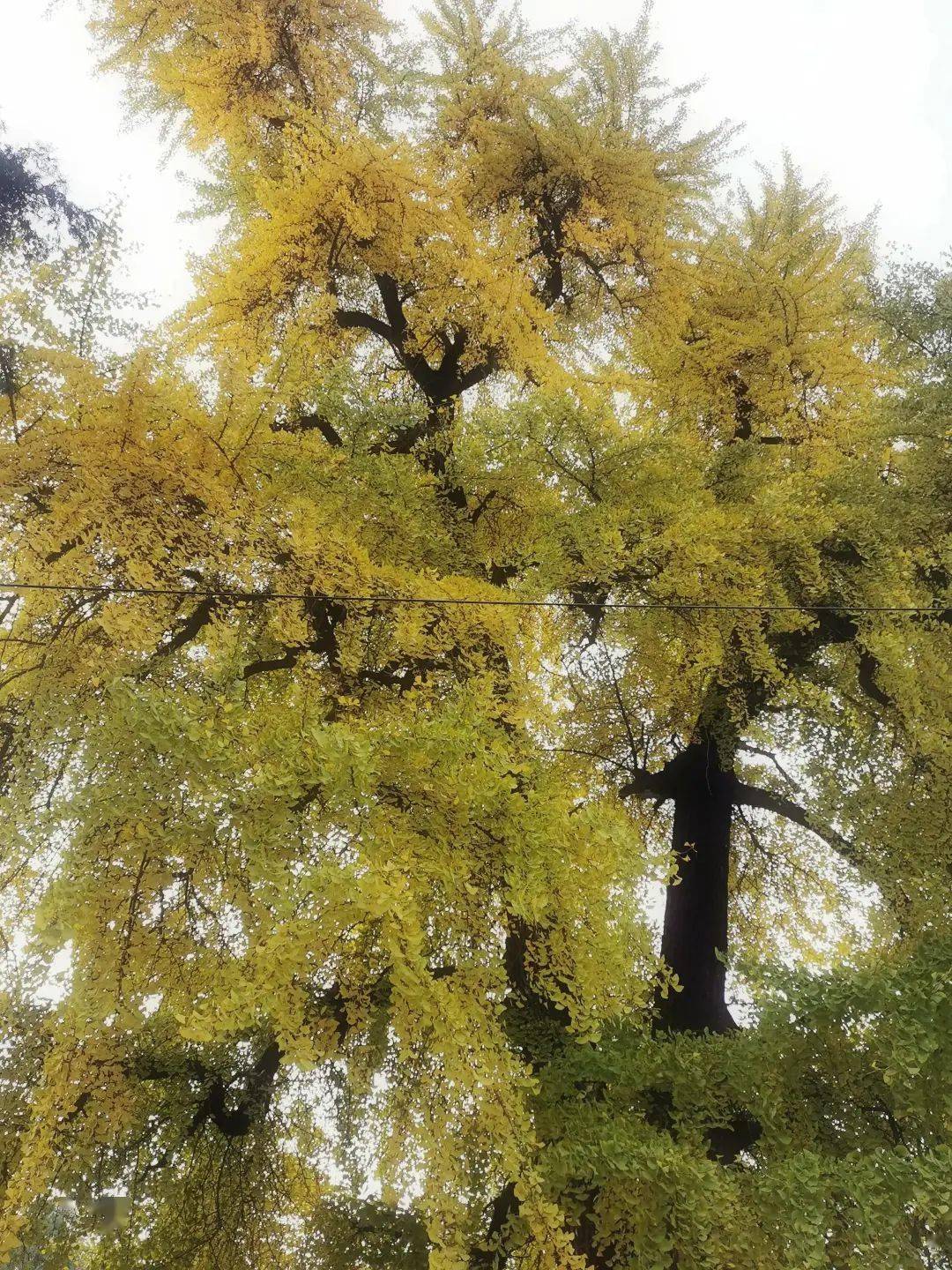 千年古剎秋遊鎮平菩提寺