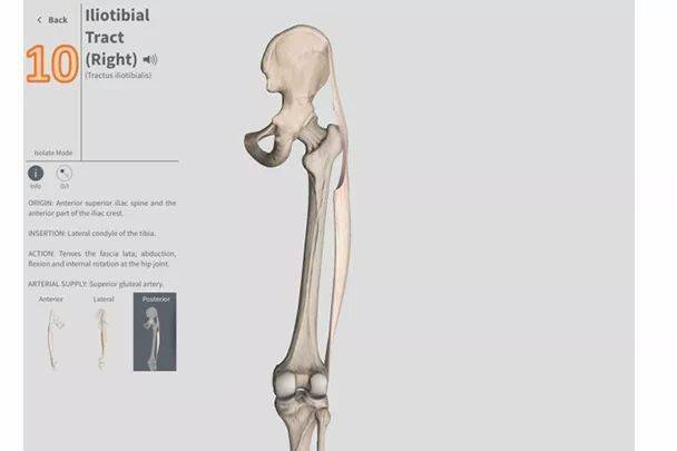 髂脛束高清解剖圖譜