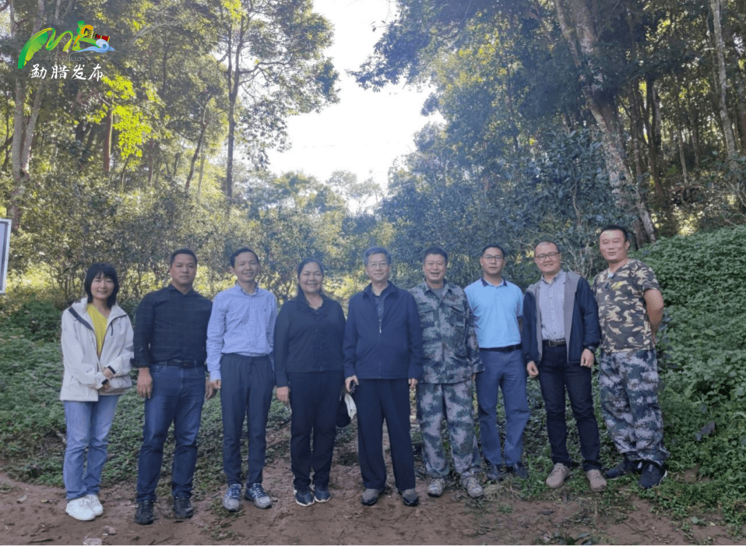 西南林业大学专家来勐腊县考察调研茶产业