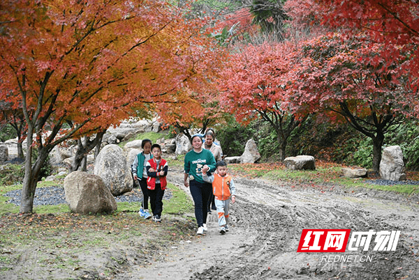 瑶族乡|湖南蓝山：峡谷红枫醉游人（组图）