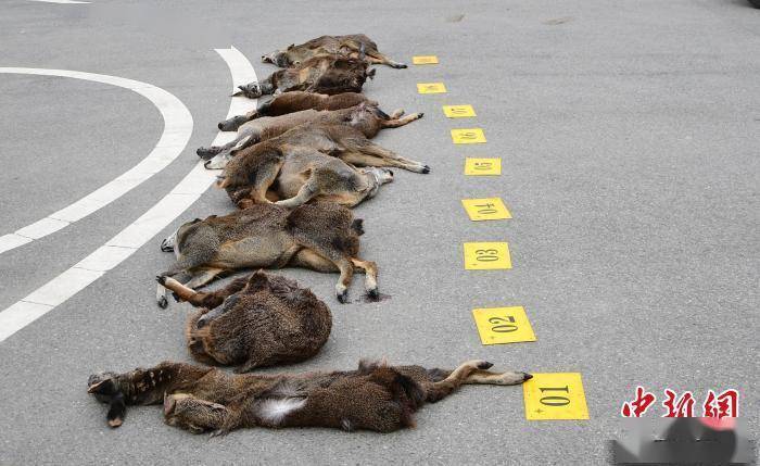 四川德格非法猎杀濒危野生动物案告破5名嫌疑人落网