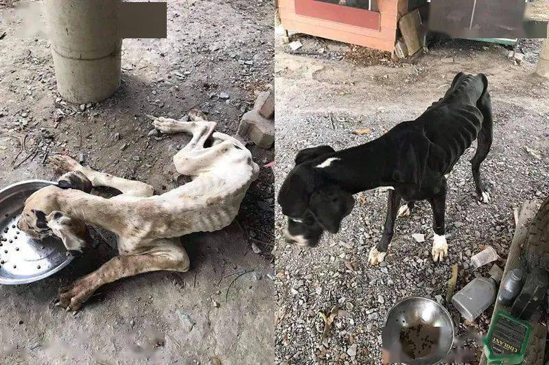女子失业没钱给狗吃饭15只狗被饿成皮包骨嘴巴烫伤无法进食