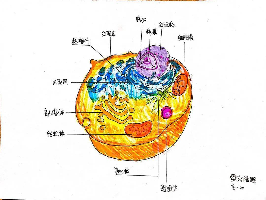 生物模型画图图片