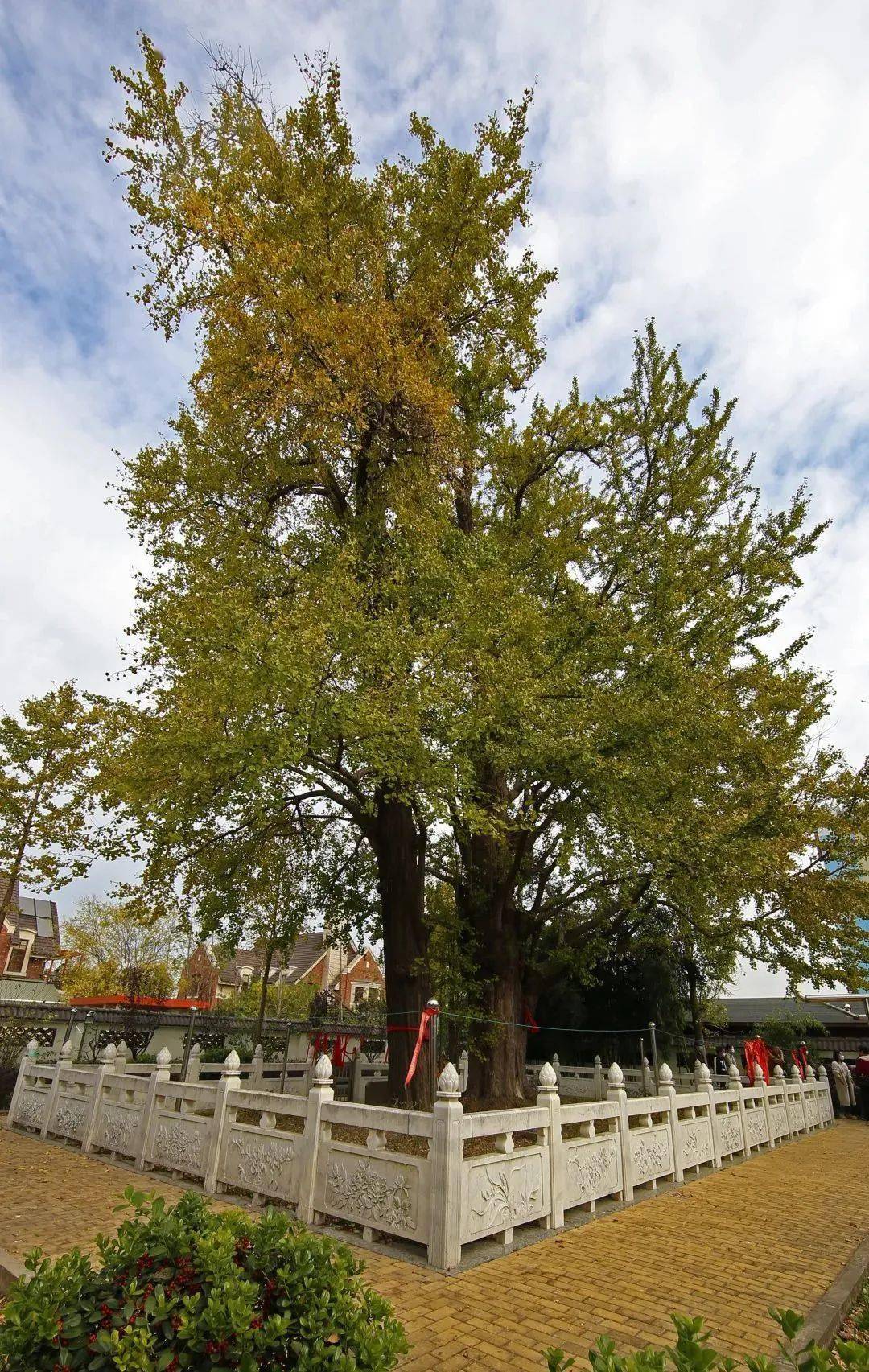 马桥海量大片出炉,速来围观_闵行区
