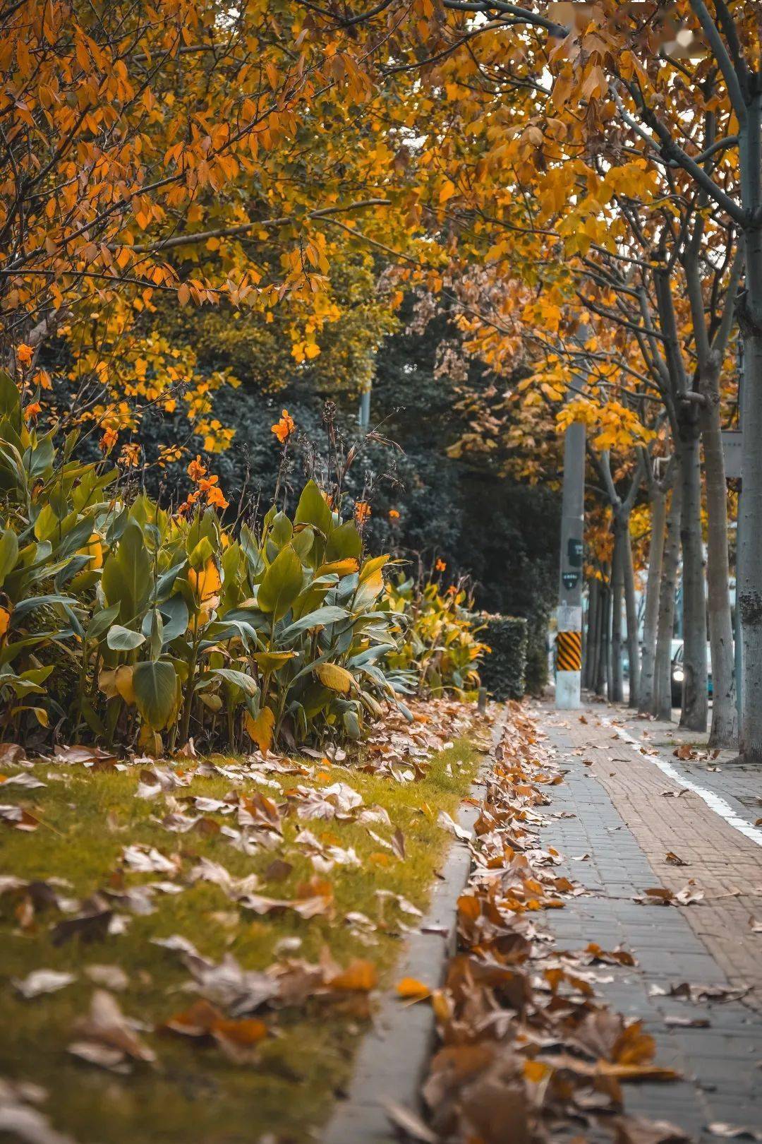 上海|上海嘉定的街巷，变了！