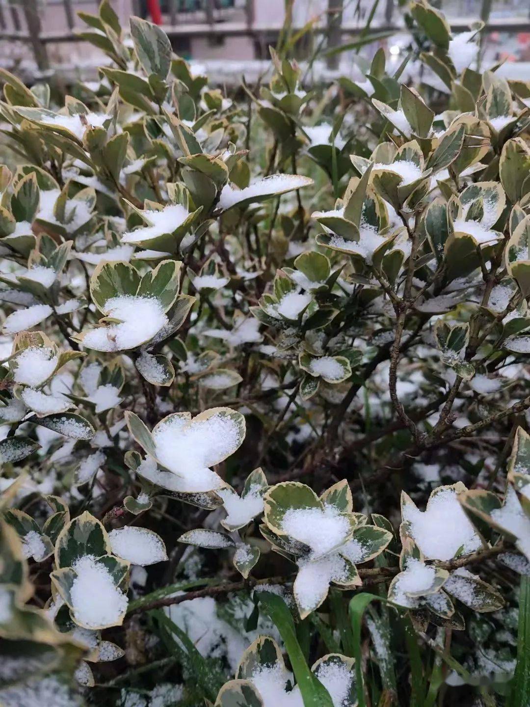 梵淨山雪景太震撼!還有威寧,大方