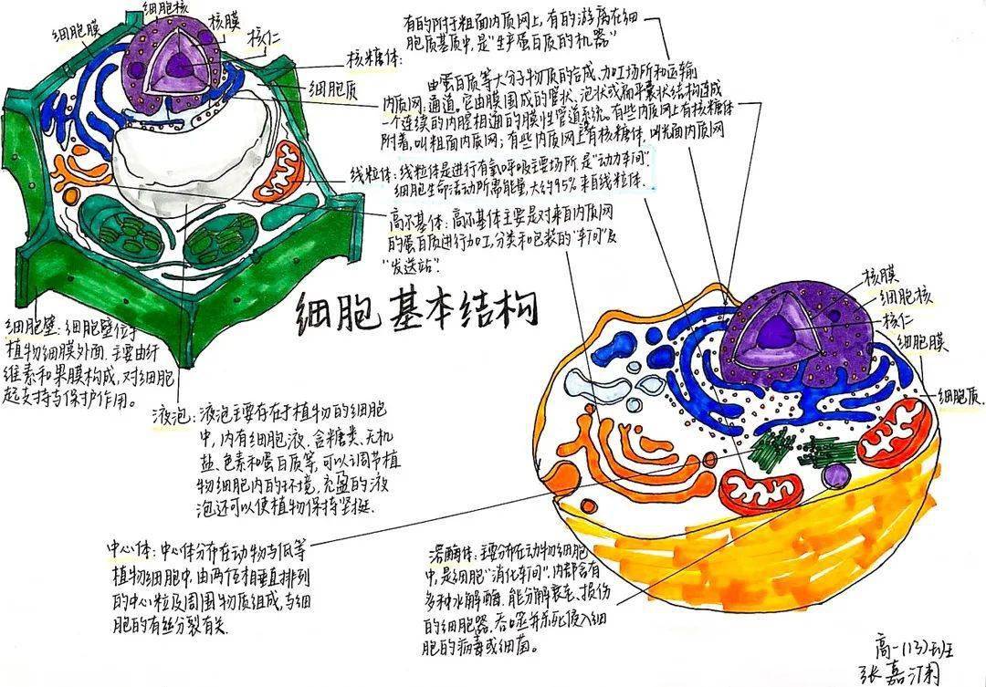 生物模型画图图片