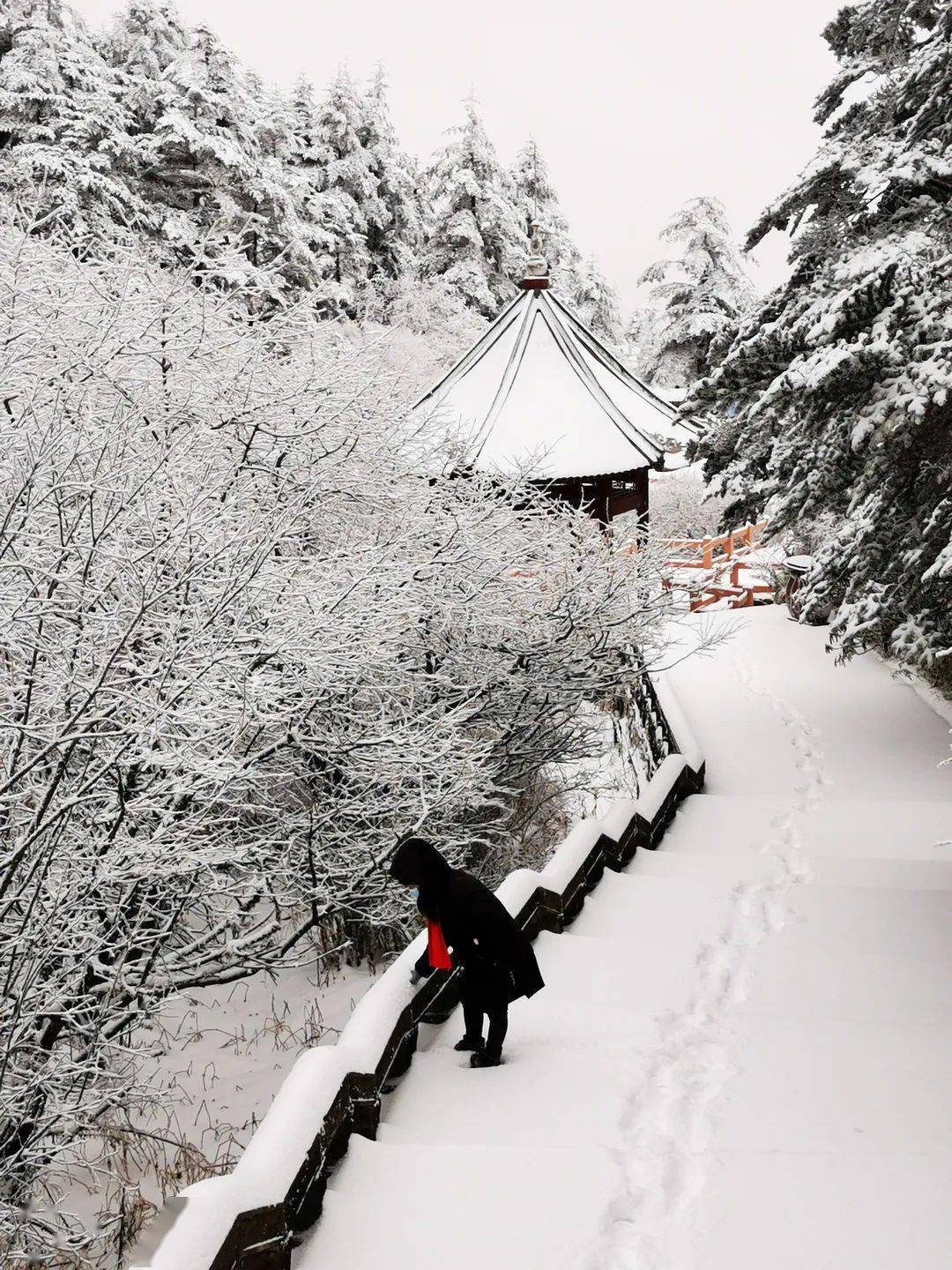 随着疫情的消退一场大雪,洗净阴霾小雪初寒,温暖在心再次归来,白雪