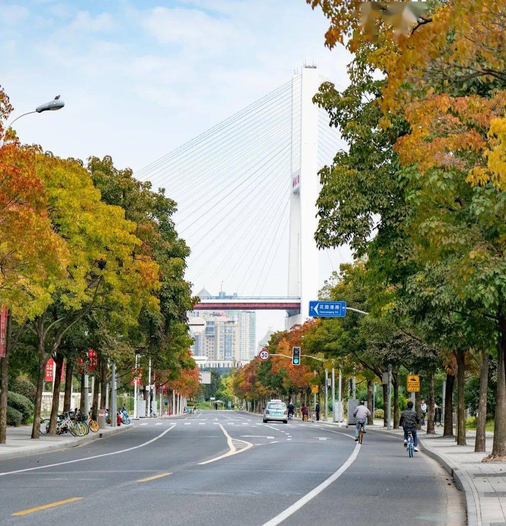 度假区阳光大道上的重阳木次第变色ing~_黄连木