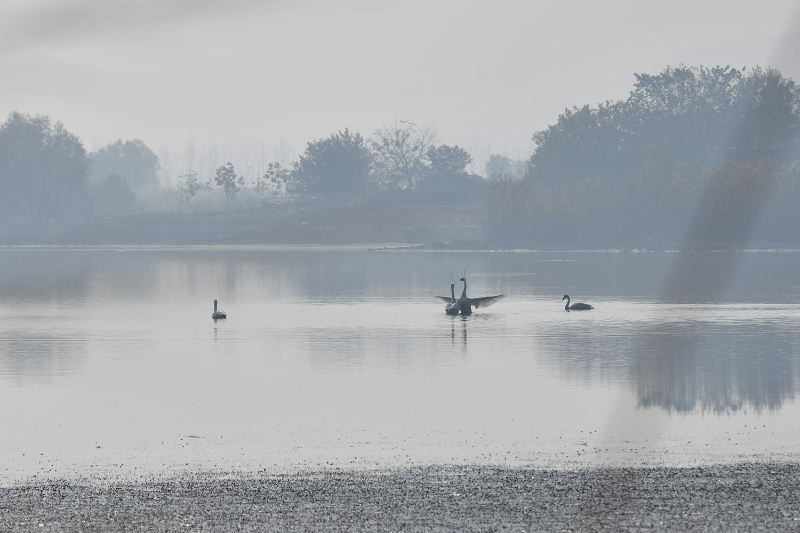 生态滁州▍壮观女山湖迎来一群稀客