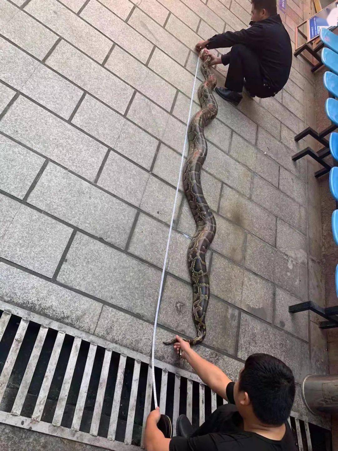 大蟒蛇躺在泉州一稻田里晒太阳._野生动物园