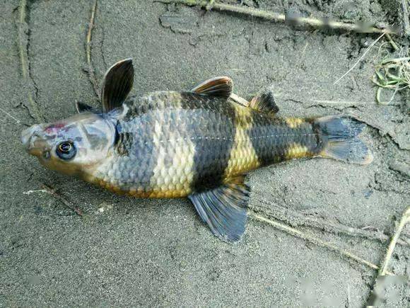 此鱼身上有四条黑斑很漂亮,江河中已经很难看到它的身影_感觉