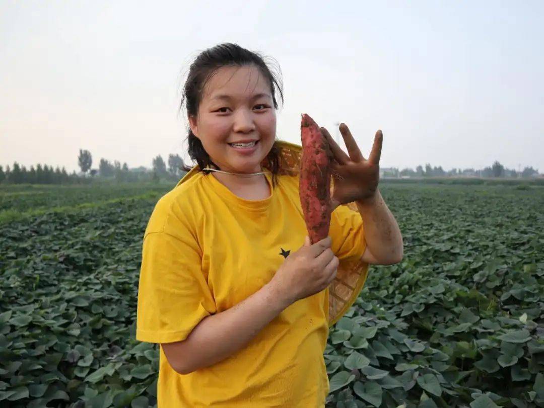 原料|5斤鮮蜜薯烤1斤紅薯片！酥到牙齒化身“粉碎機”，0加糖、非油炸、不油膩、更健康！