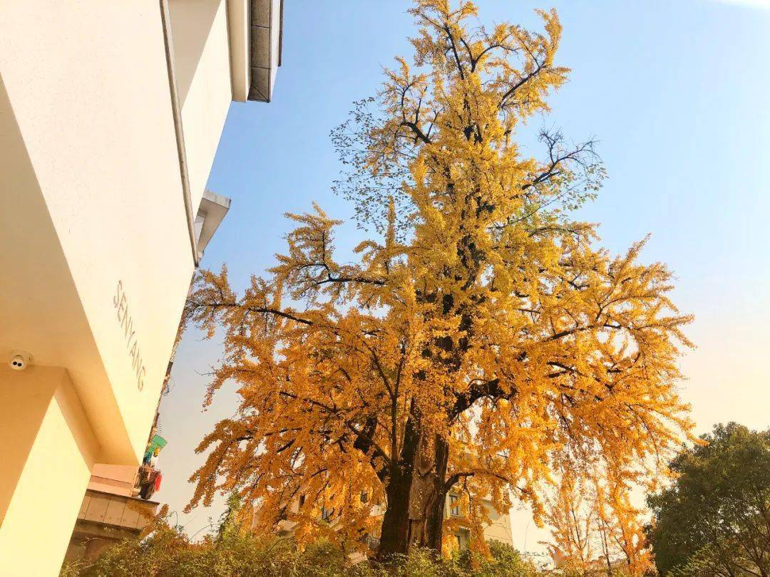 婺语倾城 古银杏:金华的金心