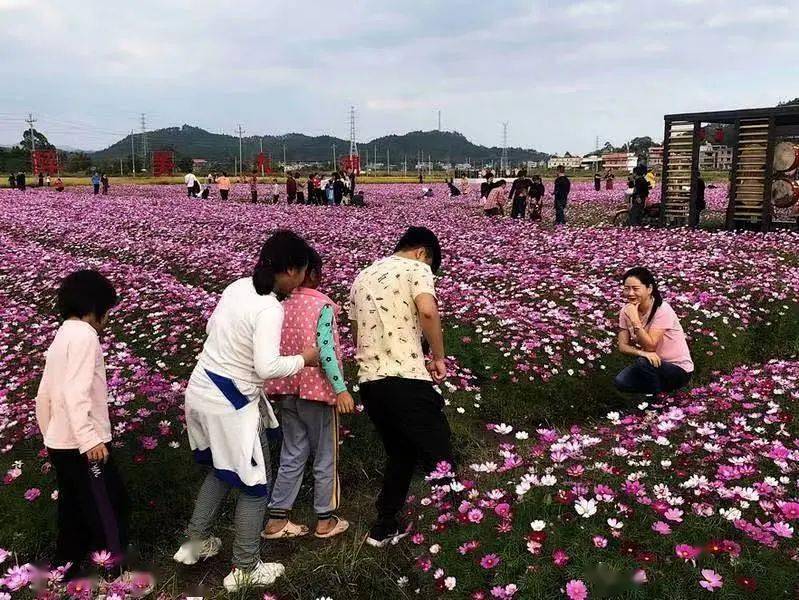 河源大湖寨花海图片