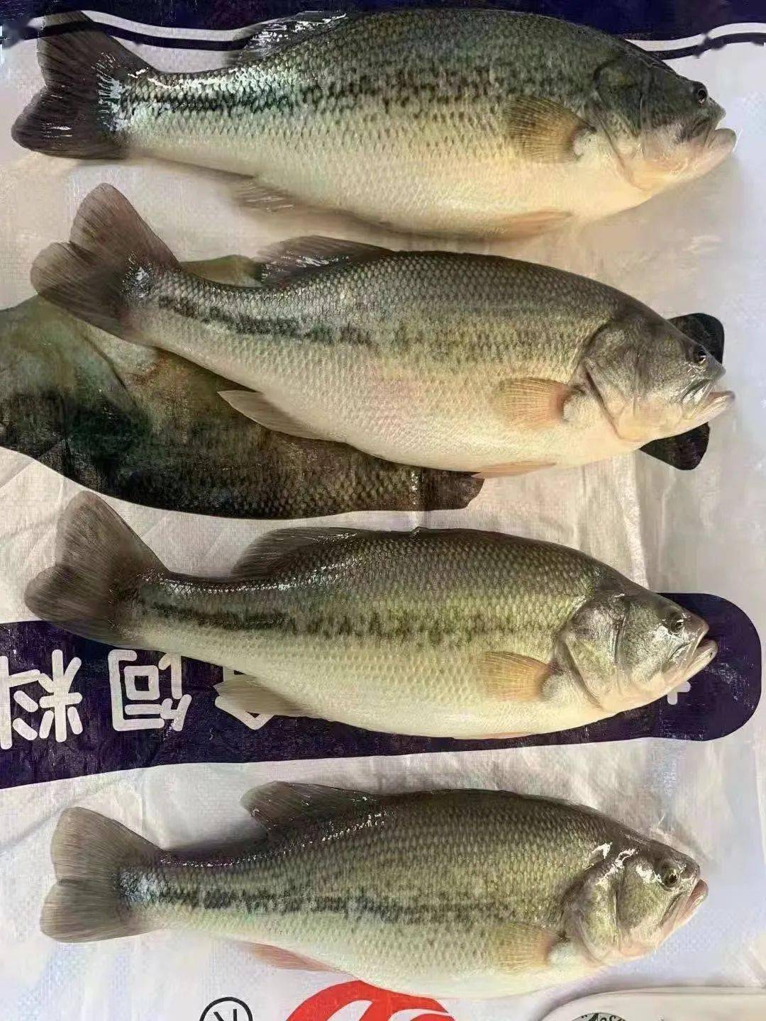 跡象後,本週佛山主產區鱸價保持平穩,但供應量相對較少的大魚依然爽市