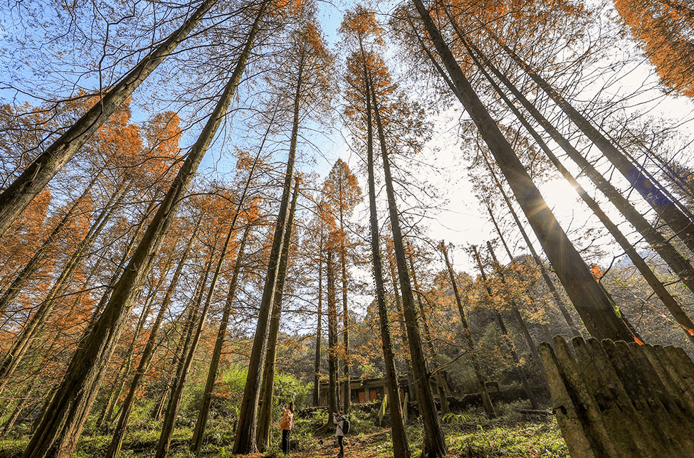 惊艳了冬日!华蓥杉树正当红