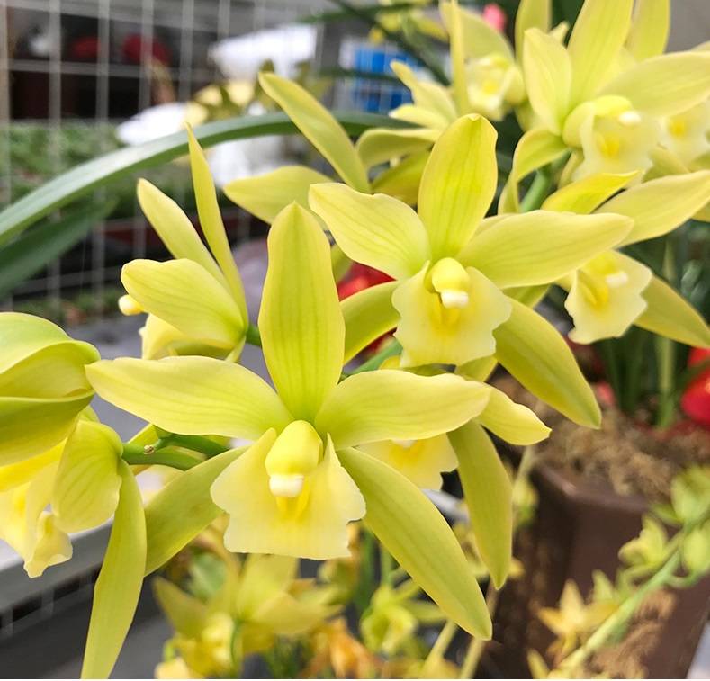 此蘭花曾經很貴,現在便宜,花大香濃,好養易開花!