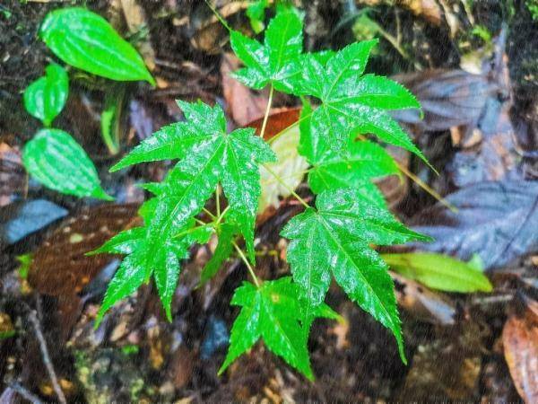 云雾|山在观山色，雨来听雨声