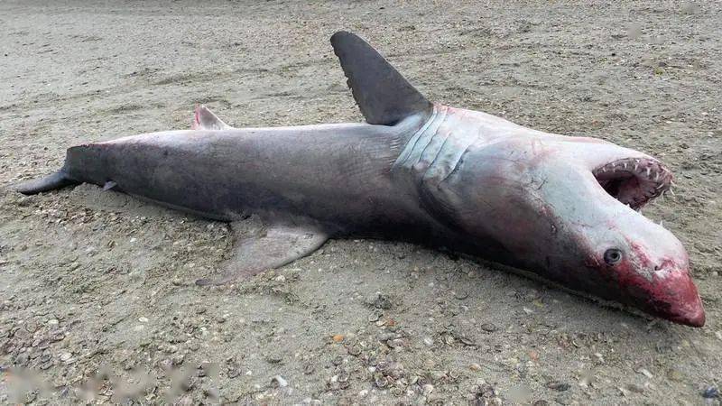 看到鲨鱼被冲上海滩是令人难过的,尤其是像大白鲨这样的濒临灭绝的