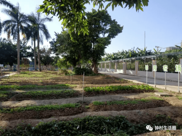 學校小菜園裡的種植樂!鍾村這所小學被評為廣州5a級小農田建設學校