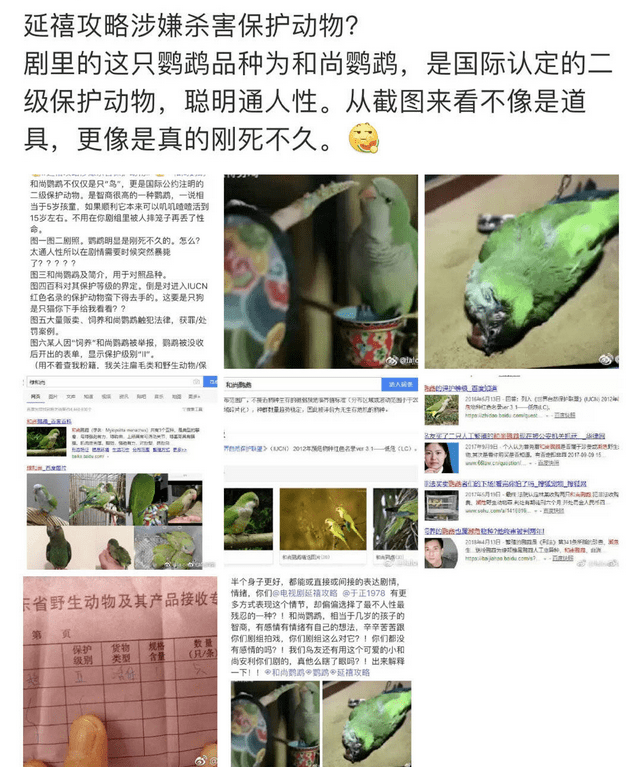 鹦鹉|圈内到底还有没有底线？