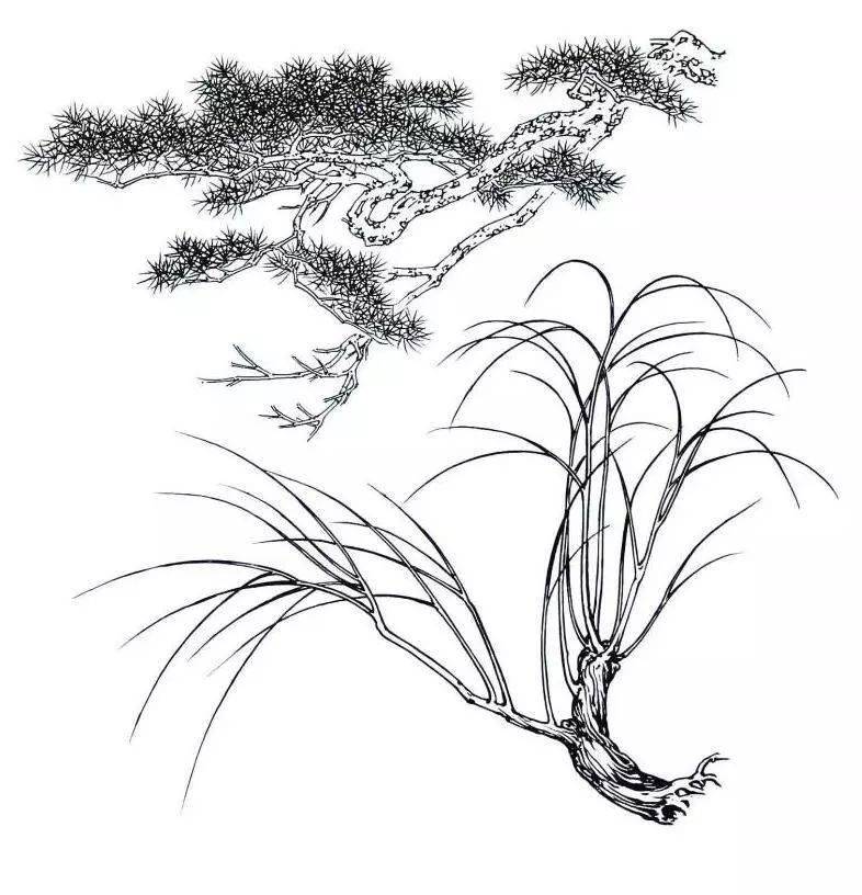 工笔花鸟白描写生要点