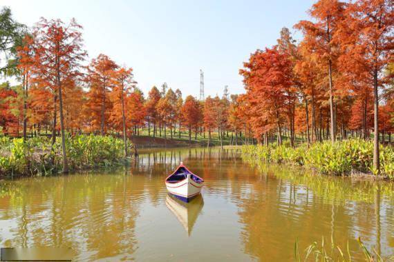 通州|江苏南通：池杉林现五彩风景