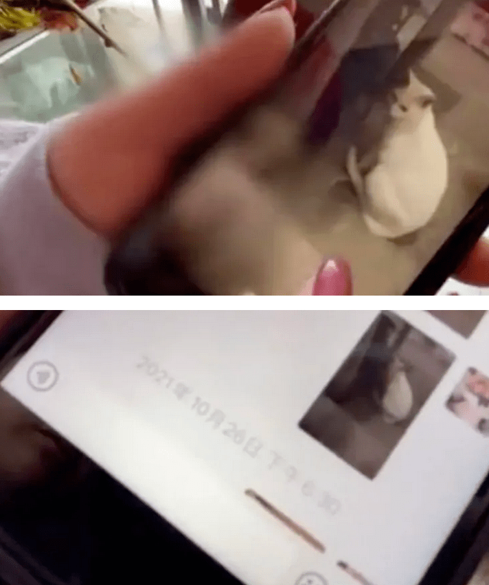 鹦鹉|圈内到底还有没有底线？