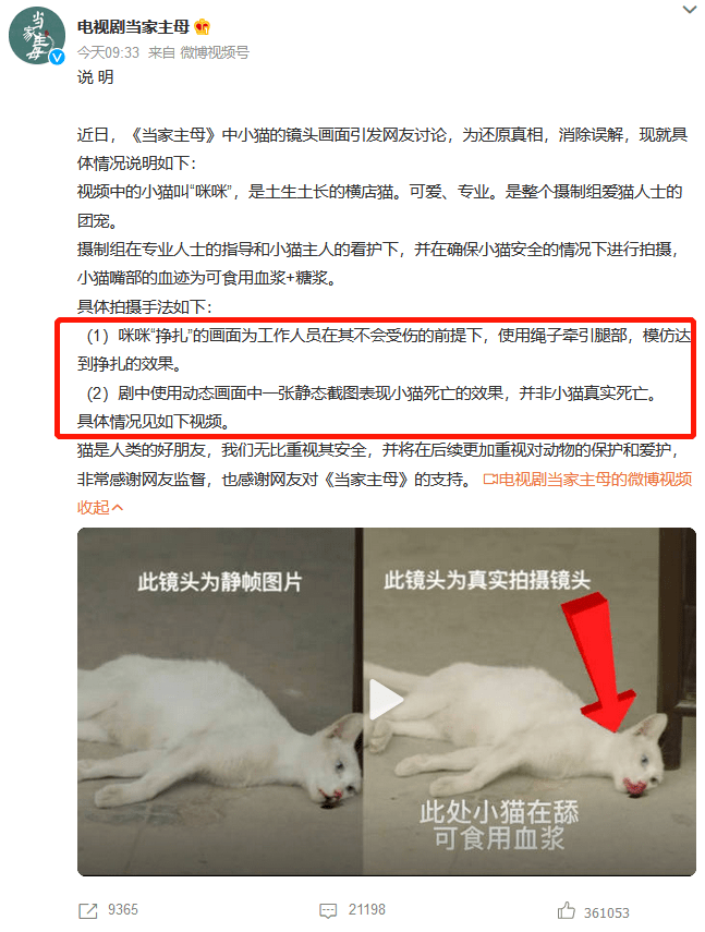 鹦鹉|圈内到底还有没有底线?