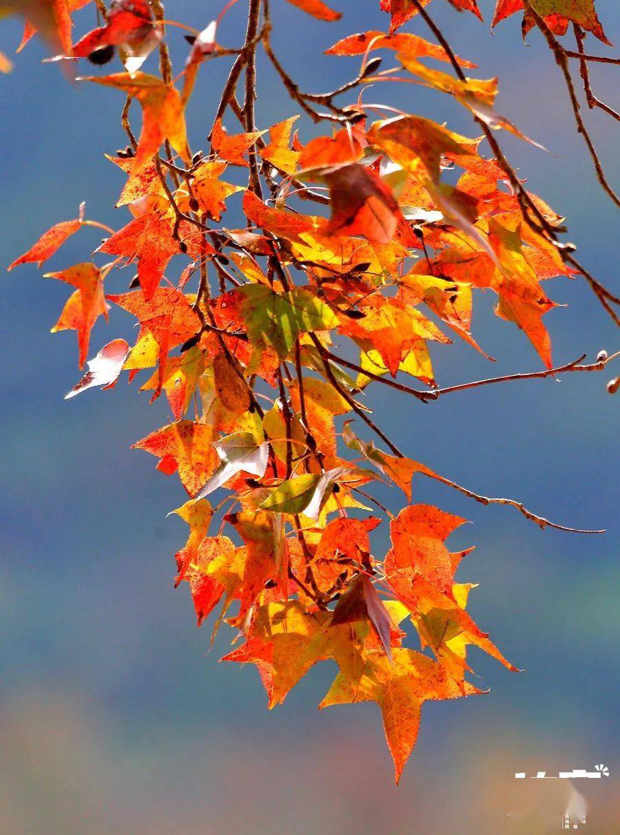 征集令 | 晒出五指山绝美"枫"景,拍客栏目喊你投稿啦!