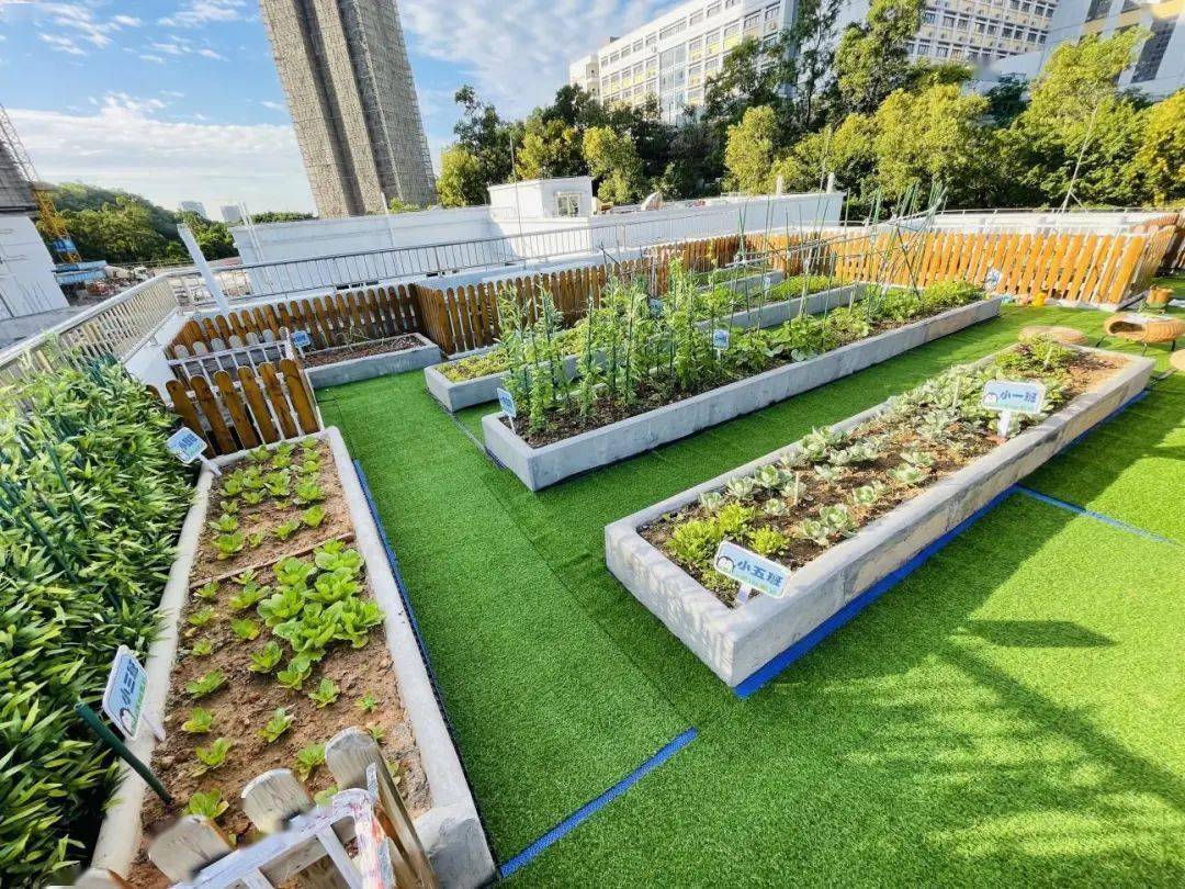 快来给钟村这4个小菜园点赞最美广州城市小菜园来了