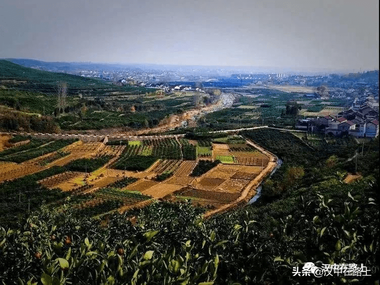 冬游汉中"千山水库,桔香四溢_城固_柑桔_桔园