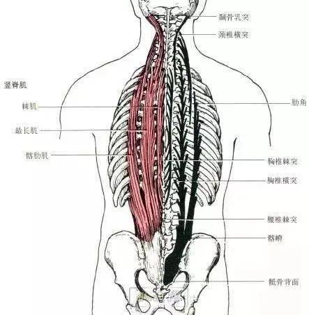 起點:骶骨背面,髂嵴後部,腰椎棘突和胸腰筋膜.