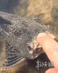 鱼儿游动的视频 f3f633c5e9d044b88abbe83b4b942852.jpeg