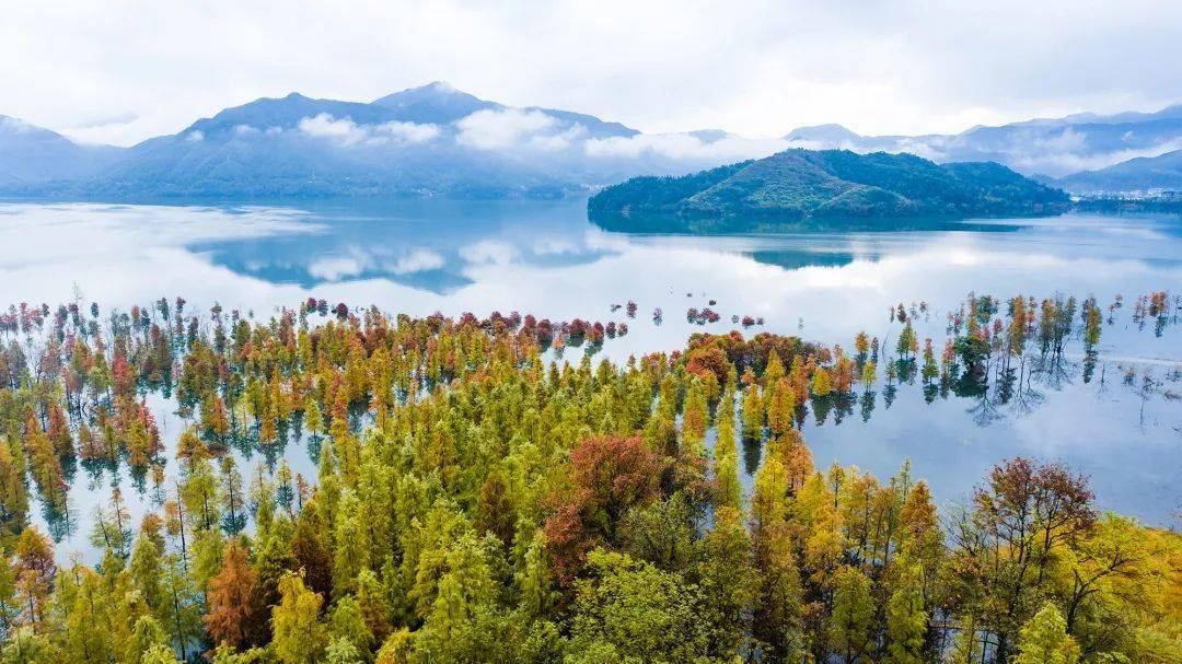 "杉"水秘境!黄岩这里美成画了