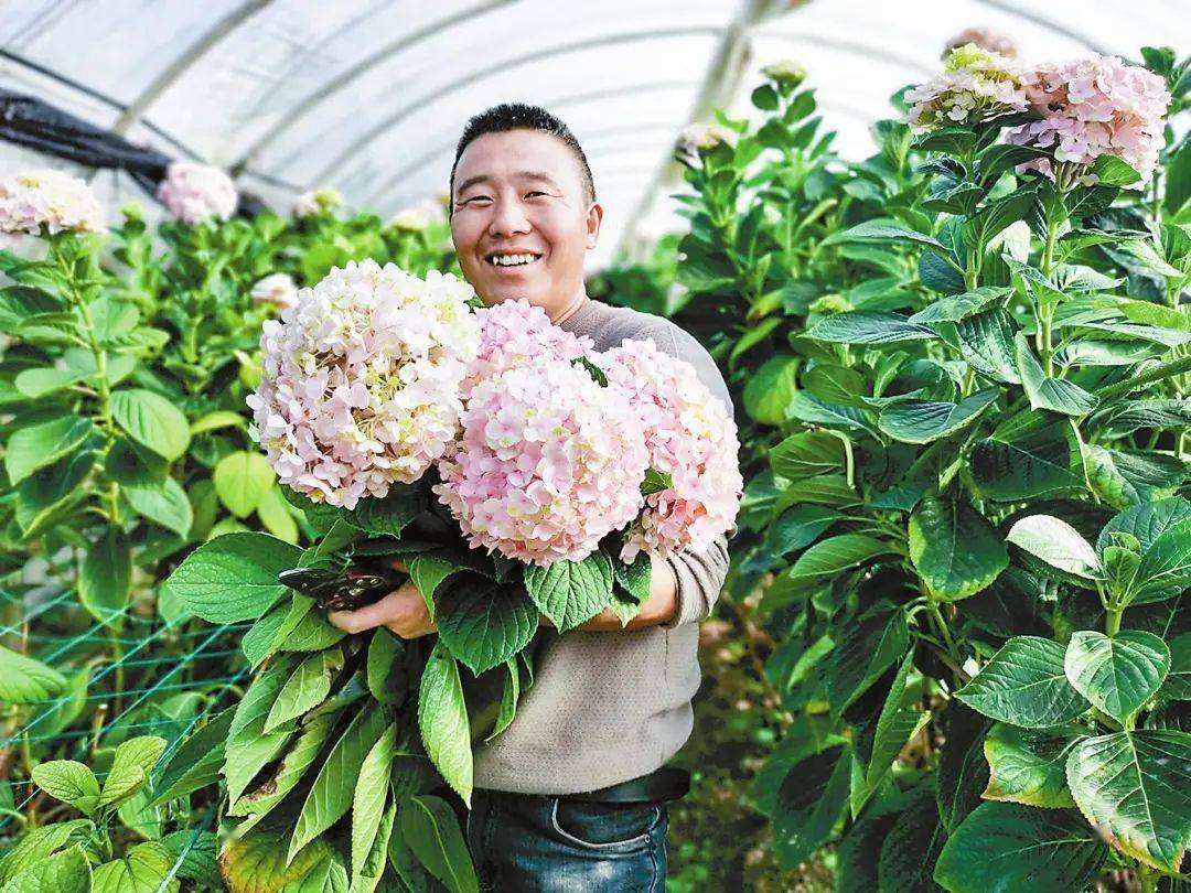 初冬时节 春和街道为何 春意盎然 花卉 北美 种植