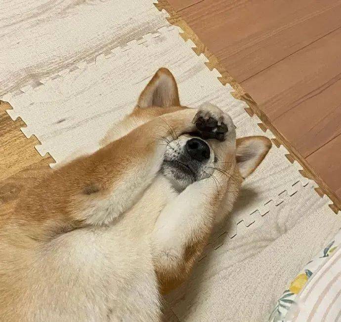 关系第一次见腿这么短的柴柴...请问你和柯基是什么关系？